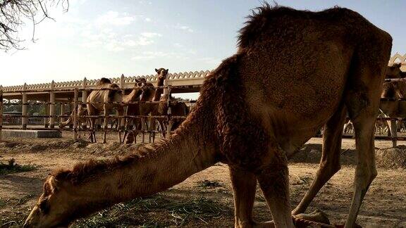 农场里的骆驼吃干草