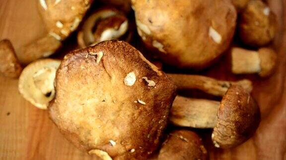 牛肝菌属菌类可食的蘑菇