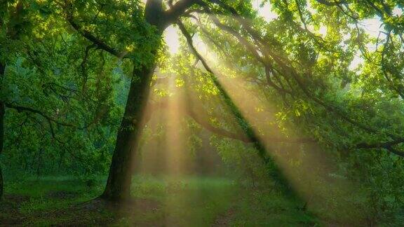 神秘神奇的夏日森林温暖的阳光阳光从一棵美丽的绿树的枝叶中透出来清晨森林里一片阳光明媚的绿地