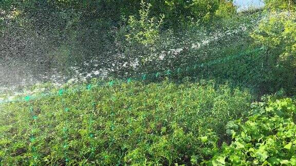菜园的苗圃用软管浇水炎热的夏天天气在农田里