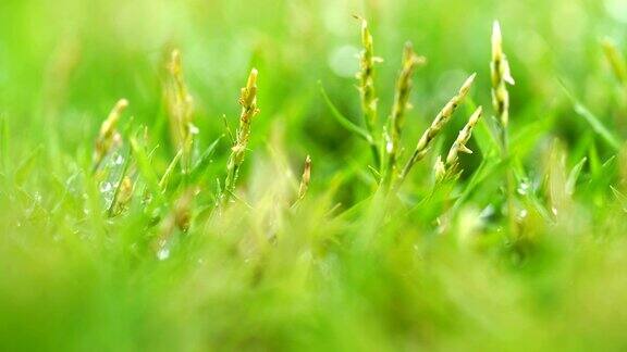 近距离的绿色草地与雨滴的背景