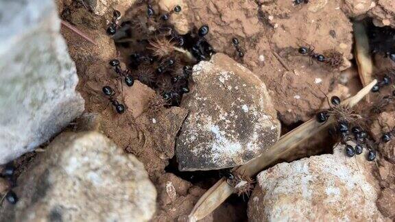 近距离拍摄巨大的黑蚂蚁在水平或垂直惊人的4K