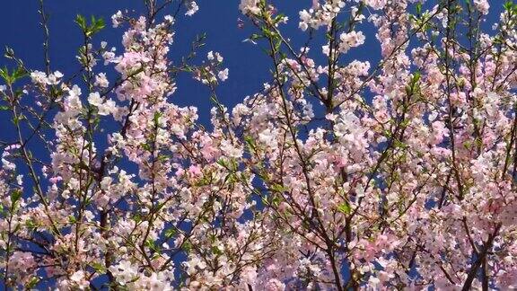 樱花衬着湛蓝的天空
