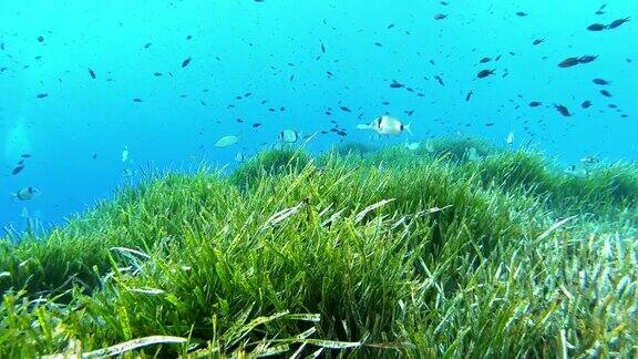 POV-水下场景与非常绿色的波斯藤海藻