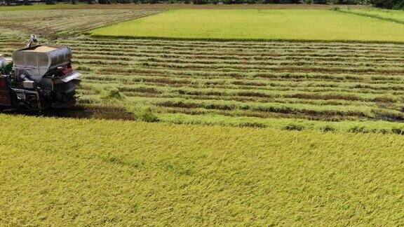 联合收割机在田间收割水稻的鸟瞰图俯视图的农业场景在泰国