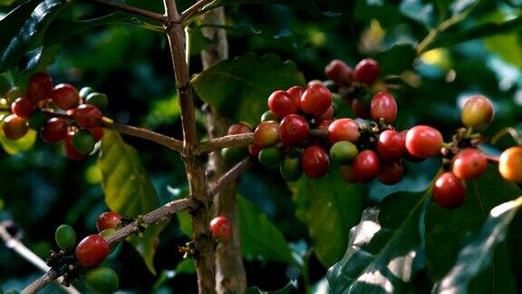 咖啡豆樱桃在咖啡种植园的树枝上特写镜头拍摄