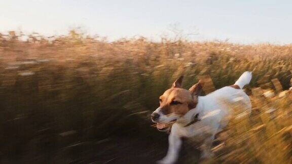 狗杰克罗素梗跑过草地沿着乡村道路散步他的主人伸出他的舌头在夏天的太阳日落慢镜头然后宠物在草地上快速奔跑