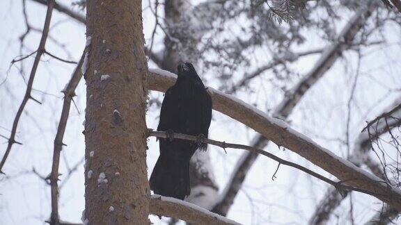 黑乌鸦坐在树枝间的树上
