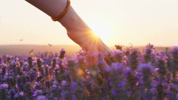 手捧女人温柔的薰衣草花飞舞的蝴蝶夏日夕阳慢动作滑回来大片薰衣草盛开的滑田太阳的光线是紫色的植物放松芳香疗法
