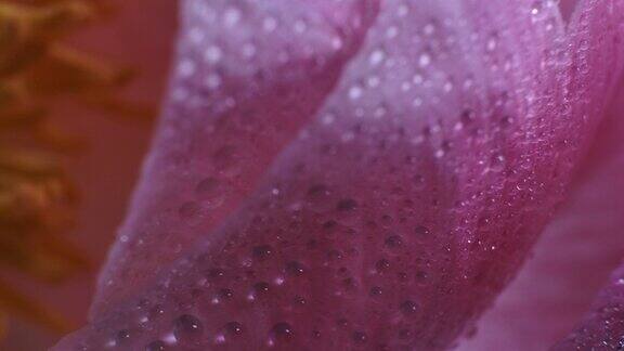 近距离微距拍摄的粉红牡丹盛开的花瓣与水滴