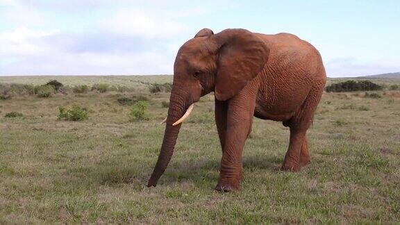 年轻的野生非洲公象