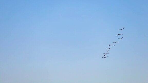 一群大雁在蔚蓝的天空高高地飞着从下面看
