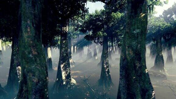 镜头穿越迷雾笼罩的森林