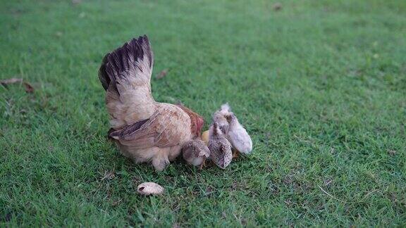 小鸡围着母鸡吃东西