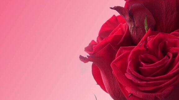 粉红背景的红玫瑰