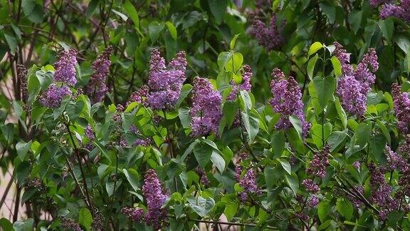 淡紫色紫丁香或注射器与野鸟的歌声五颜六色的紫丁香开着绿叶花卉图案淡紫色背景纹理淡紫色的墙纸野生鸟类的歌曲