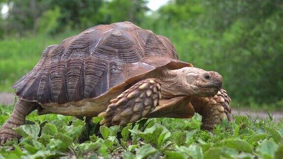苏卡塔龟走过草地和吃草