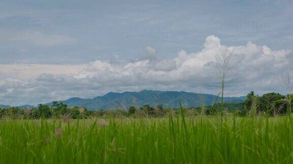 云在绿色的稻田上飘过