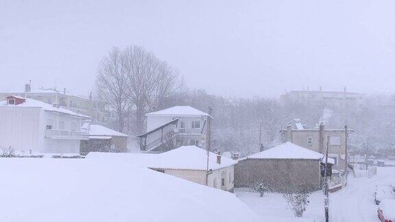 雪树和雪景在暴风雪