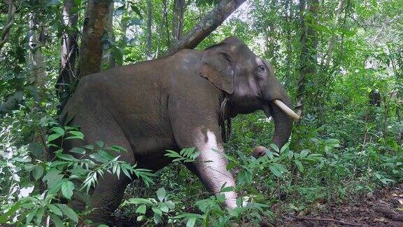 大象在一棵树上挠背
