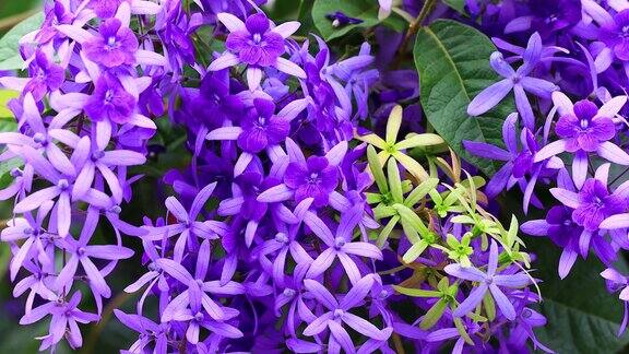 花园里的紫罗兰花瓣随风飘动