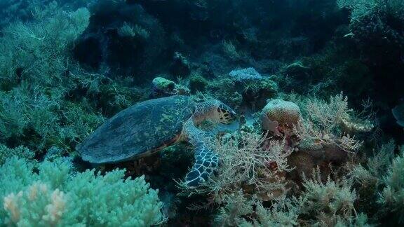 绿海龟在珊瑚礁里吃软珊瑚