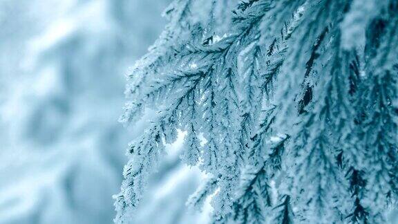 松树枝上缀着雪