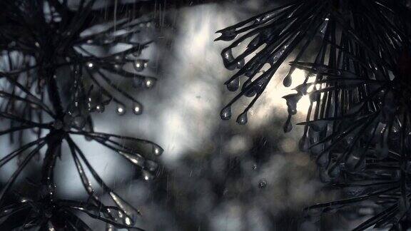 太阳下的雨滴从松针上落下在慢镜头中模糊了森林背景