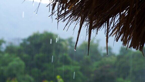 雨水从芦苇屋顶落下热带雨雨点挂在长满草的屋顶上背景是一片雨林