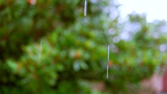 轻雨树的背景