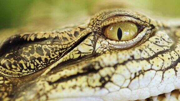 暹罗淡水鳄鱼在水中该物种是极度濒危的已经从许多地区灭绝特写的眼睛和暹罗淡水皮肤纹理