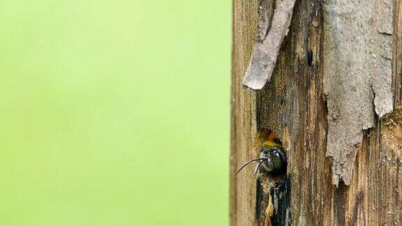 大自然中的木匠蜂