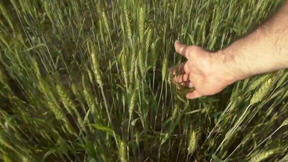 在夏季日落时农田里的小麦农民用手抚摸