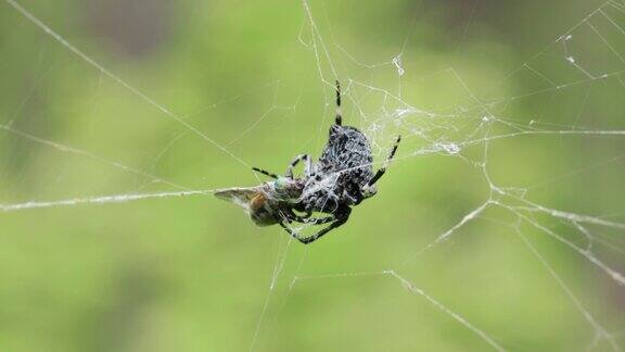 黑白相间的大蜘蛛在它的网里捉到了一只牛虻