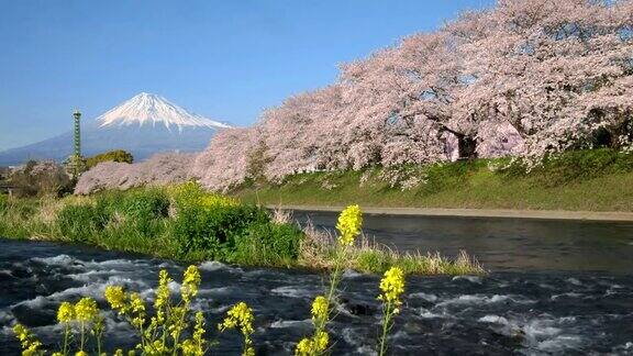 4k:日本富士山和樱花的风景
