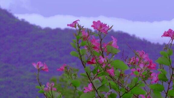 粉红色的花朵在山间随风摇曳