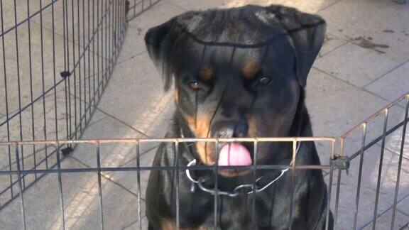 罗威纳犬的肖像在围栏内看起来很警觉