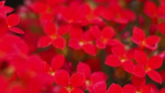 红色多汁的花