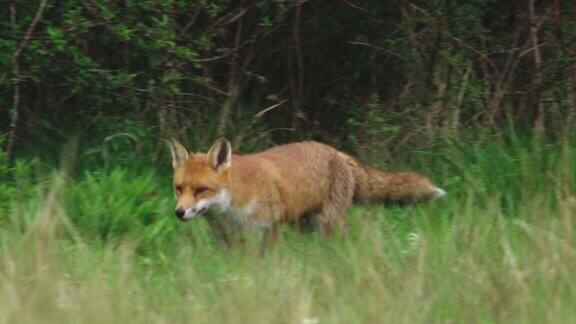 红狐狸走在草地上