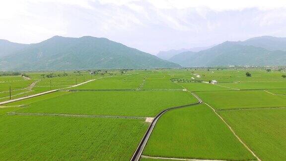 稻田鸟瞰图Chishang台湾