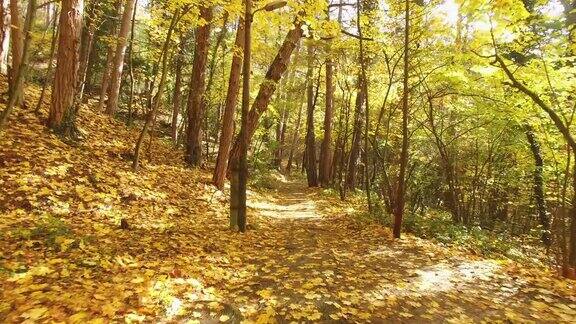 漫步在秋天的森林里