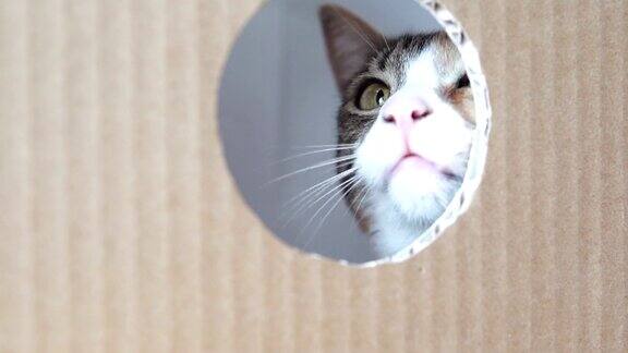猫在看纸箱的开口处