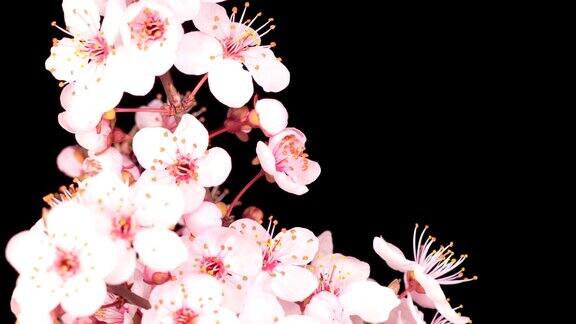 粉红色的花在树枝上盛开樱桃树