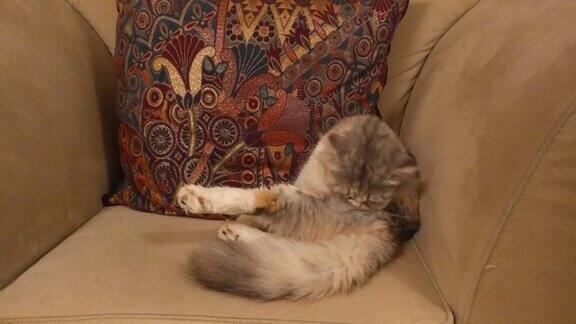 美丽的照片一个可爱的彩色猫在沙发上