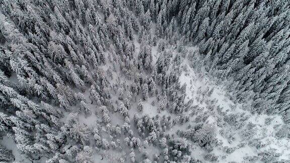 鸟瞰-冬季松林-意大利阿尔卑斯山