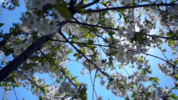 白色的樱花在阳光的背景下莫慢莫慢