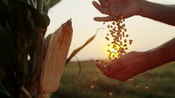日落时分农民在田里拔玉米粒
