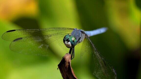 巨型蓝色蜻蜓从植物上飞下来