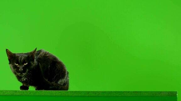 黑猫在绿色屏幕上跳用红色巨龙电影摄影机慢动作拍摄
