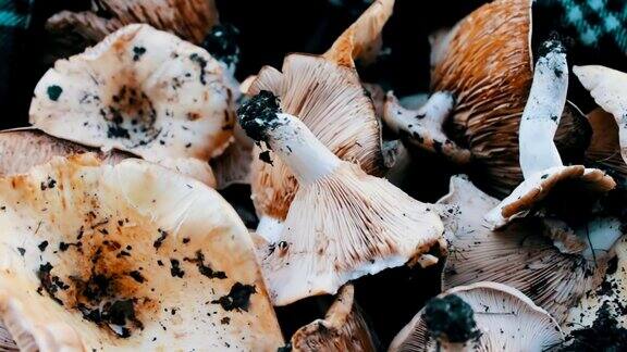 新鲜采摘的蘑菇躺在桌子上最美味的蘑菇最近刚切的